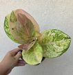 Aglaonema Apple Fantasy 12 cm