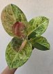 Aglaonema Apple Fantasy 12 cm