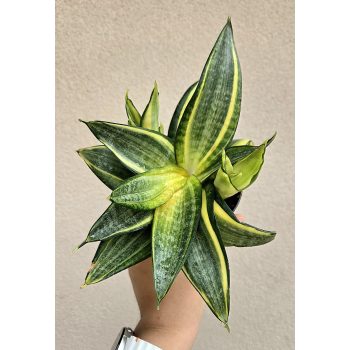 MENTS MEG! Sansevieria Golden Hahnii