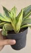 MENTS MEG! Sansevieria Golden Hahnii