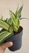 MENTS MEG! Sansevieria Golden Hahnii