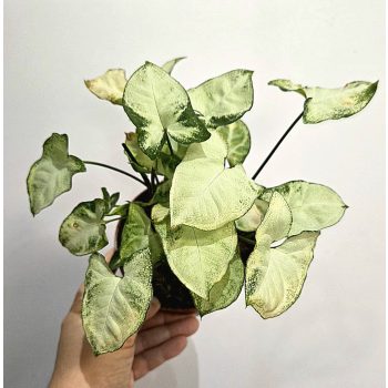 Syngonium podophyllum Pixie - Nyíllevél 12 cm