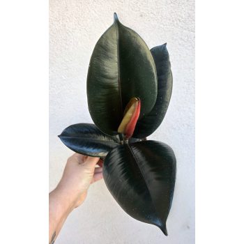 Ficus elastica ‘Abidjan’ 12 cm