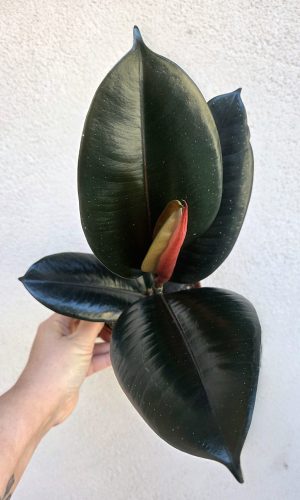 Ficus elastica ‘Abidjan’ 12 cm