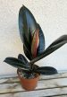 Ficus elastica ‘Abidjan’ 12 cm