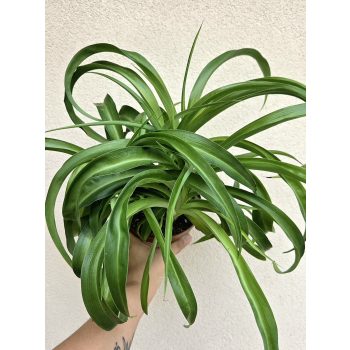 Chlorophytum Green Bonnie 13 cm