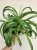 Chlorophytum Green Bonnie 13 cm
