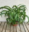 Chlorophytum Green Bonnie 13 cm