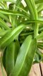 Chlorophytum Green Bonnie 13 cm