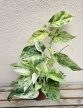 Epipremnum Snow Leopard