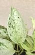Epipremnum Snow Leopard