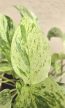Epipremnum Snow Leopard