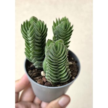 Crassula Buddha's Temple