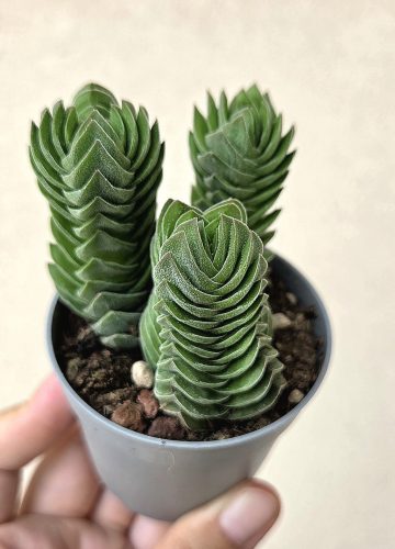 Crassula Buddha's Temple