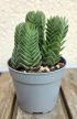 Crassula Buddha's Temple