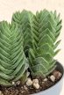 Crassula Buddha's Temple