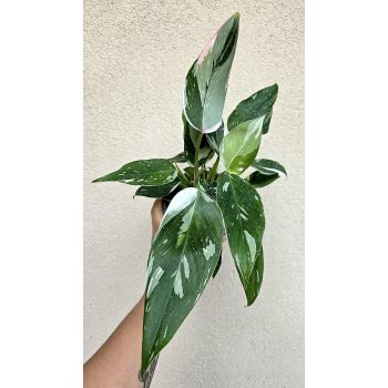 Philodendron White Princess 12 cm