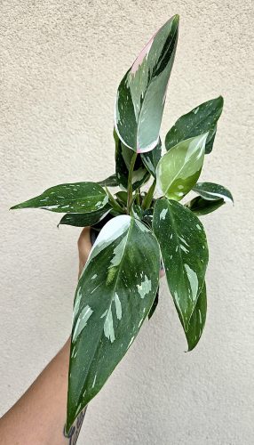 Philodendron White Princess 12 cm