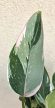 Philodendron White Princess 12 cm