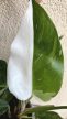 Philodendron White Princess 12 cm