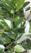 Philodendron White Princess 12 cm