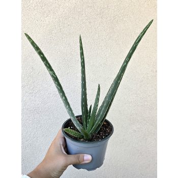 Aloe Vera 12 cm