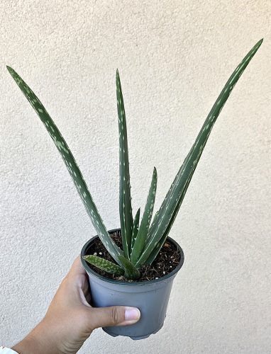 Aloe Vera 12 cm