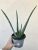 Aloe Vera 12 cm