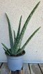 Aloe Vera 12 cm