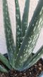 Aloe Vera 12 cm