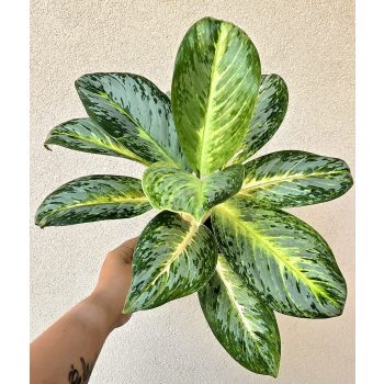 Aglaonema Bitter Lemon 12 cm