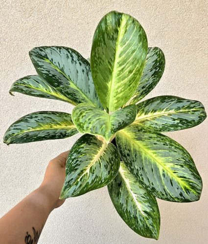 Aglaonema Bitter Lemon 12 cm