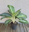 Aglaonema Bitter Lemon 12 cm