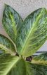 Aglaonema Bitter Lemon 12 cm