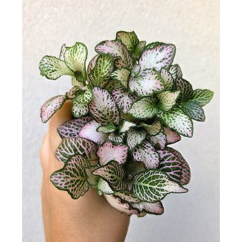 Fittonia Pink Forest - Hálóslevél 8.5 cm