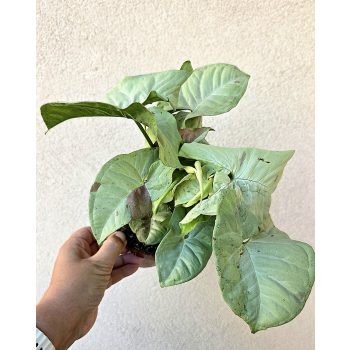 Syngonium Milk Confetti - Nyíllevél 12 cm