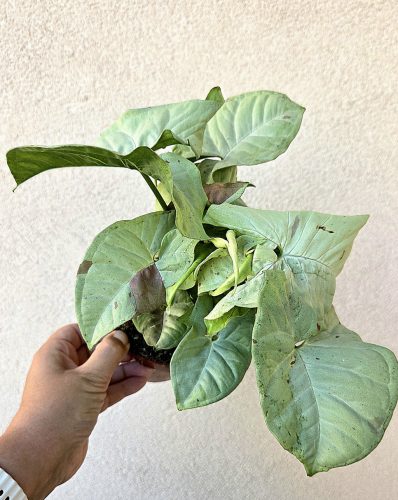 Syngonium Milk Confetti - Nyíllevél 12 cm