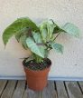 Syngonium Milk Confetti - Nyíllevél 12 cm