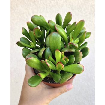 Crassula ovata 'Horntree' - Shrek füle 10.5 cm