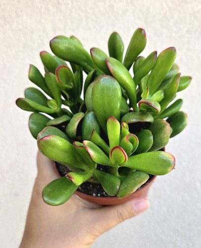 Crassula ovata 'Horntree' - Shrek füle 10.5 cm