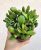 Crassula ovata 'Horntree' - Shrek füle 10.5 cm
