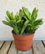 Crassula ovata 'Horntree' - Shrek füle 10.5 cm