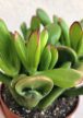 Crassula ovata 'Horntree' - Shrek füle 10.5 cm