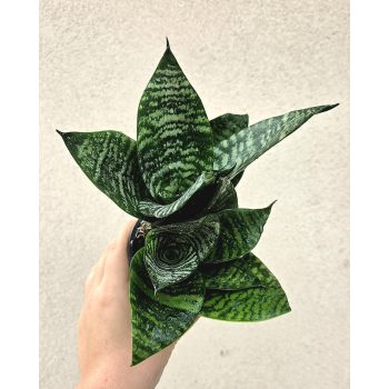 Sansevieria Hahnii - Törpe anyósnyelv 9 cm