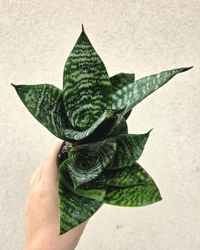 Sansevieria Hahnii - Törpe anyósnyelv 9 cm