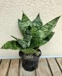 Sansevieria Hahnii - Törpe anyósnyelv 9 cm