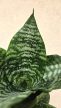 Sansevieria Hahnii - Törpe anyósnyelv 9 cm