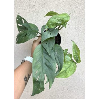 Epipremnum pinnatum Cebu Blue - Szobai futóka 12 cm