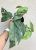 Epipremnum pinnatum Cebu Blue - Szobai futóka 12 cm