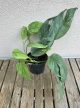 Epipremnum pinnatum Cebu Blue - Szobai futóka 12 cm